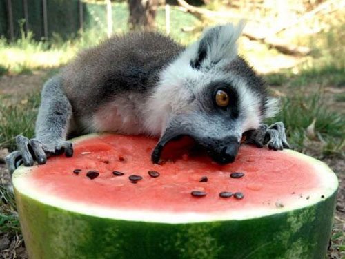 Funny-Hungry-Animal-Picture