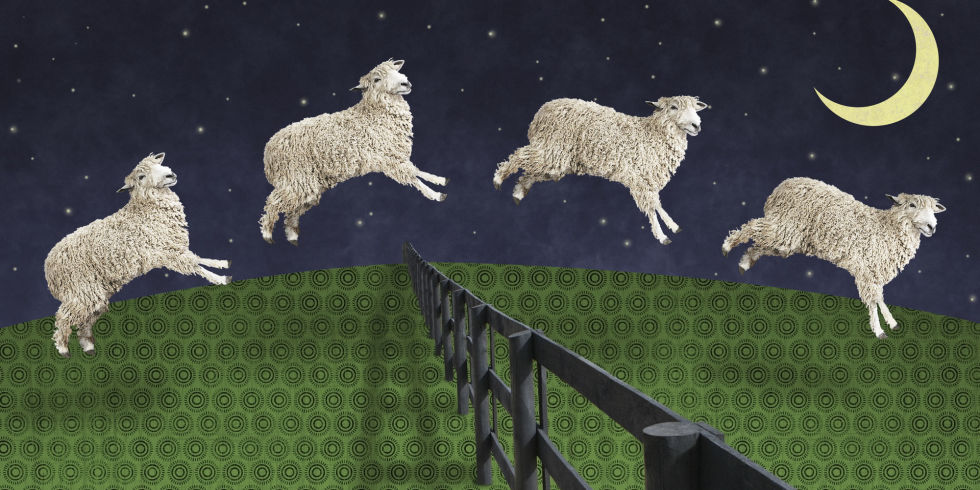 sheep over fence